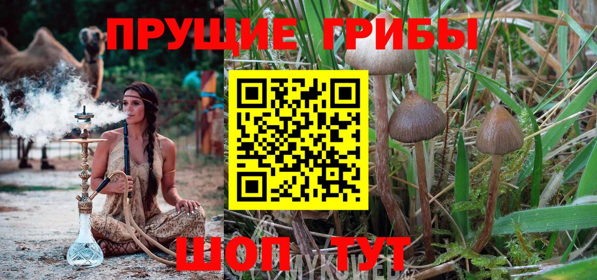 Галлюциногенные грибы Magic Shrooms Кузнецк